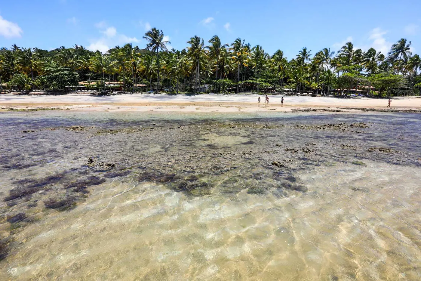 Águas transparentes e coqueiros na Praia do Espelho